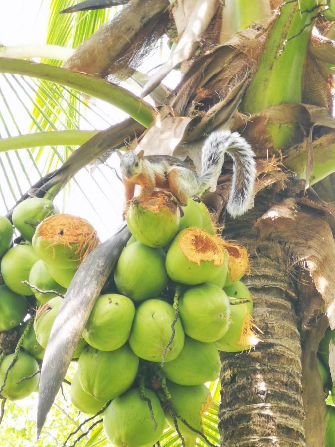 Villa Guarias Puntarenas Ngoại thất bức ảnh