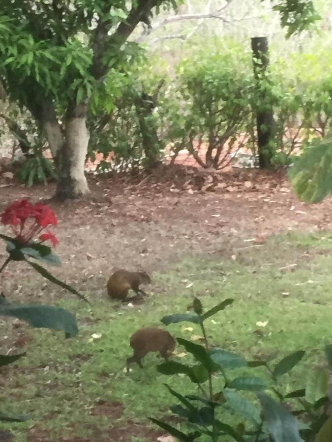 Villa Guarias Puntarenas Ngoại thất bức ảnh